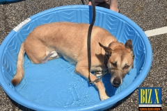 Woofa-Roo-2019-11