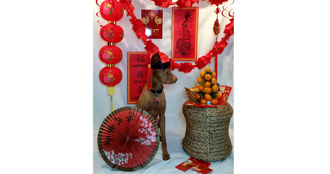 Happy Chinese New Year to all our Chinese Readers!
