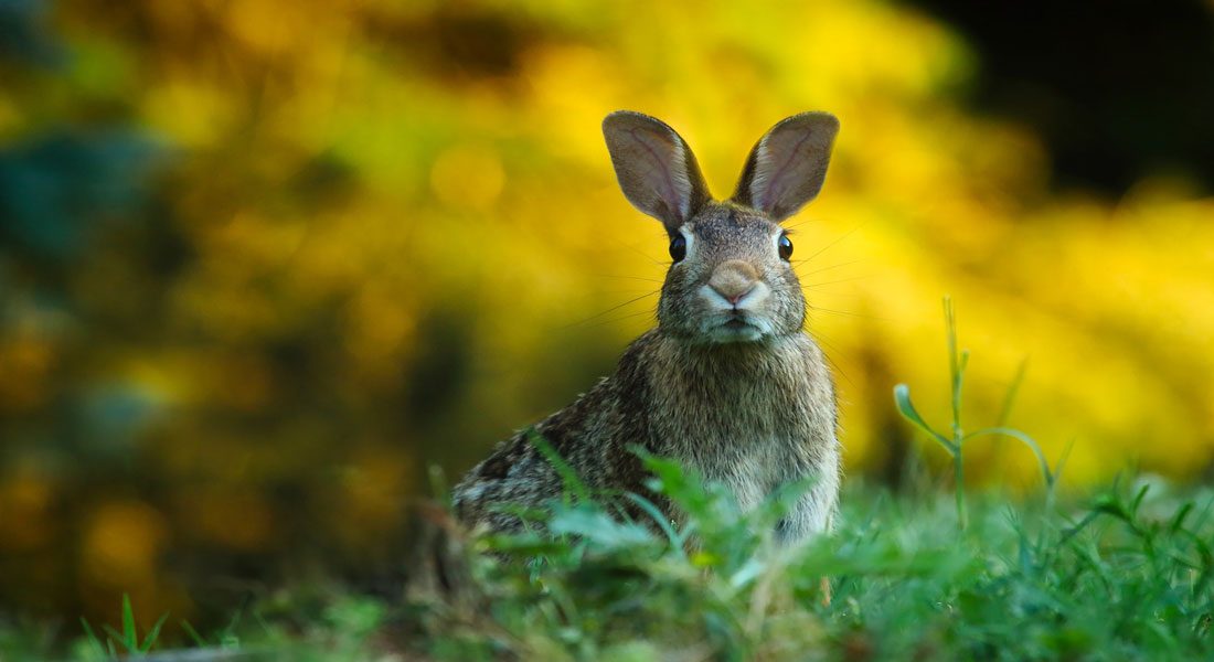 Windsor Easter Holiday Hours