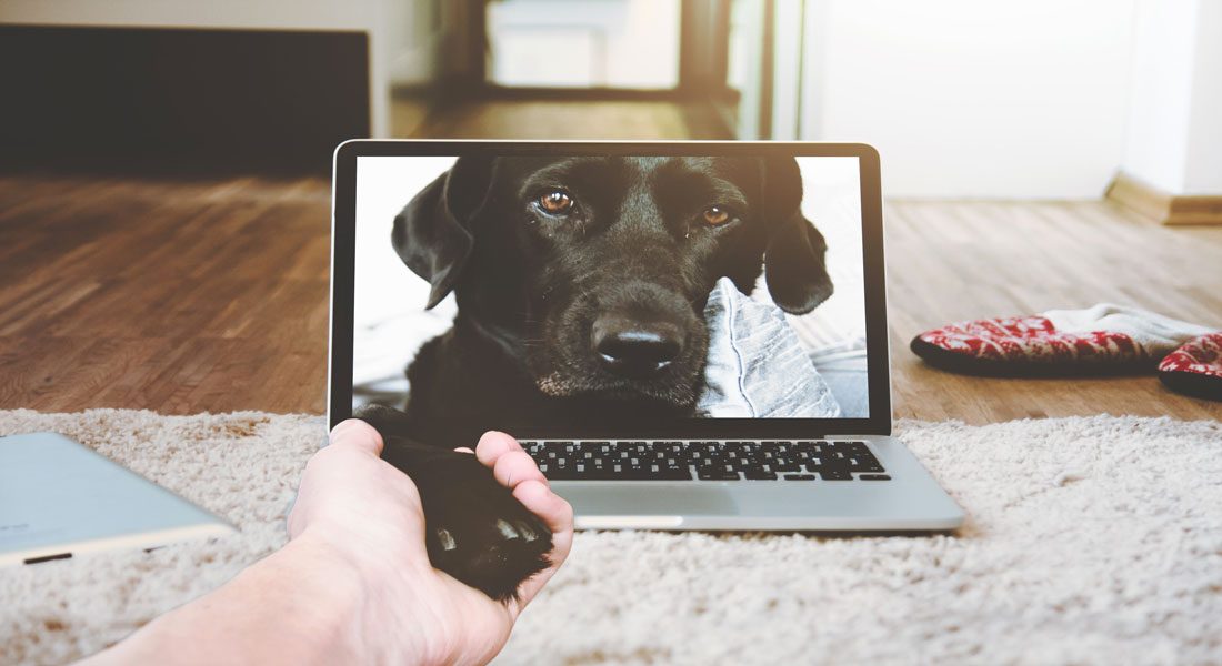 Healthy Pets raises $500K investment following Dragons' Den Appearance, Pasta Dinner with a Twist (and Shout!) for SCAR