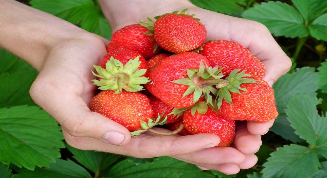 2018 LaSalle Strawberry Festival, Entertainment for All Ages LaSalle Strawberry Festival