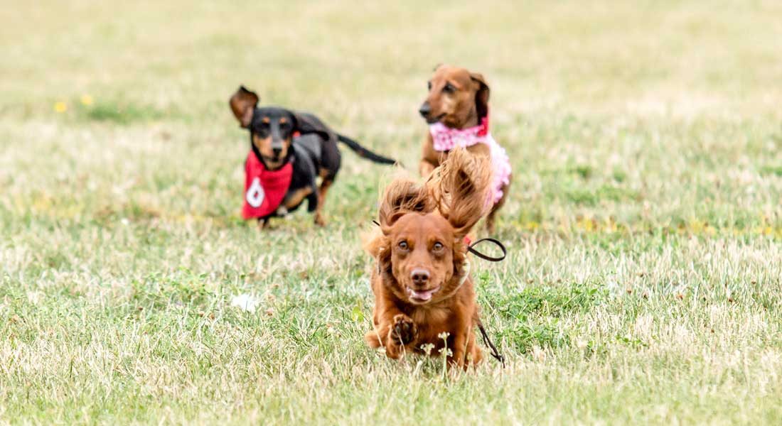 Woofa Roo Pet Fest 2018