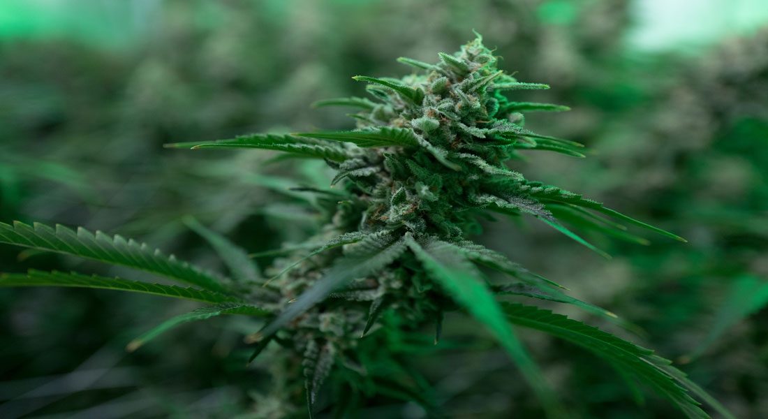 Ontario Cannabis Retail Model Announced, Windsor Storefront Cannabis Sales