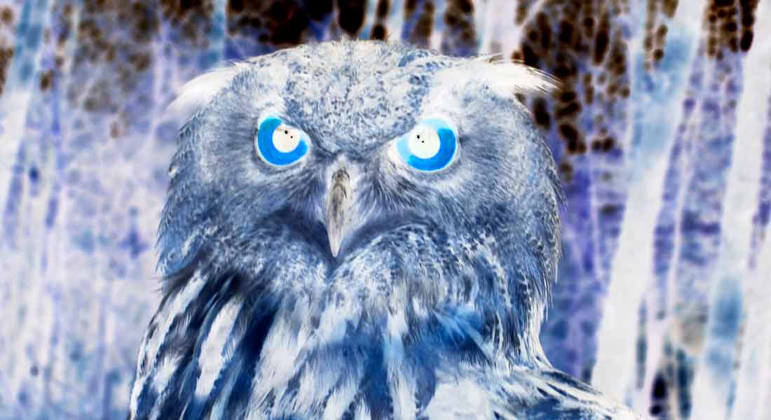 owl