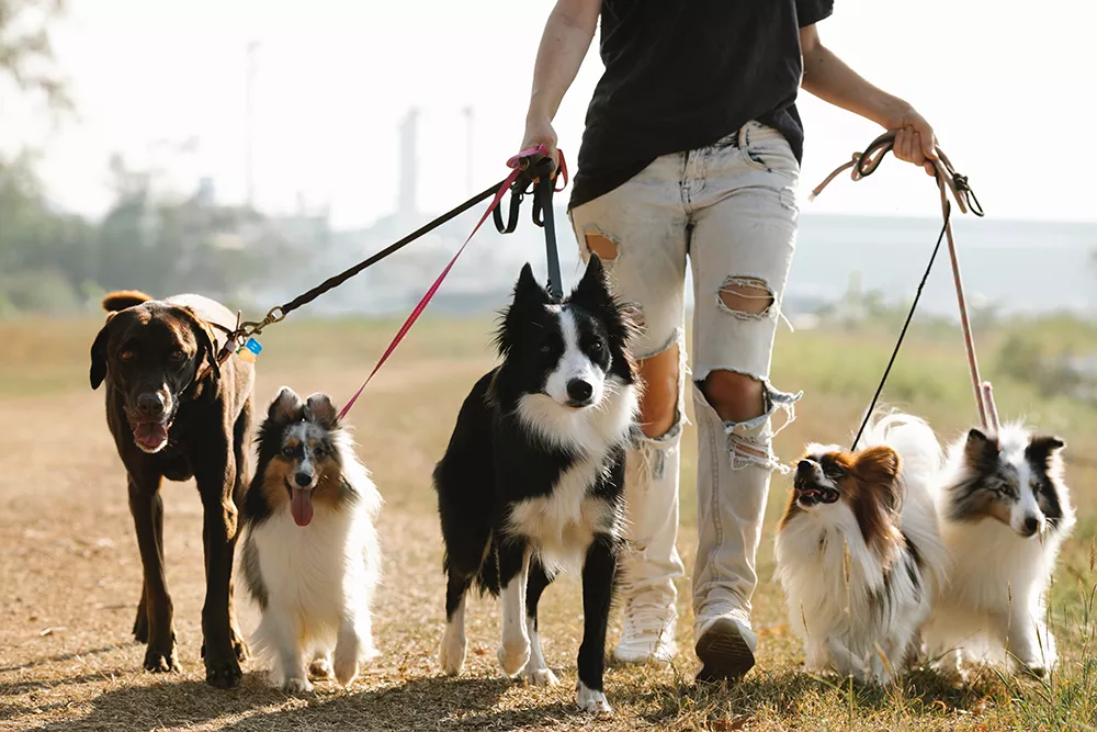 Walking Dogs