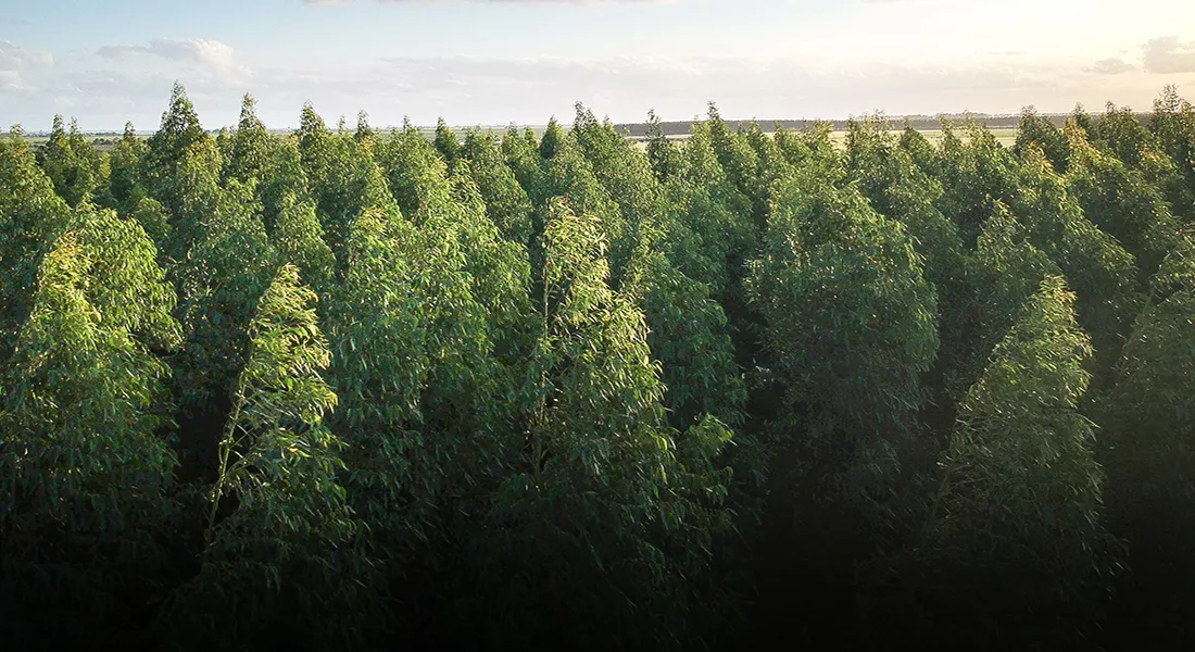 forest