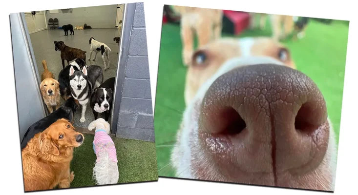 Complete Care For The Family Dog - Biz X magazine